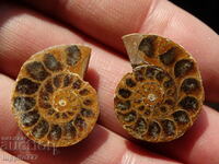 47.80 k natural ammonite Jurassic 2 pcs. a pair