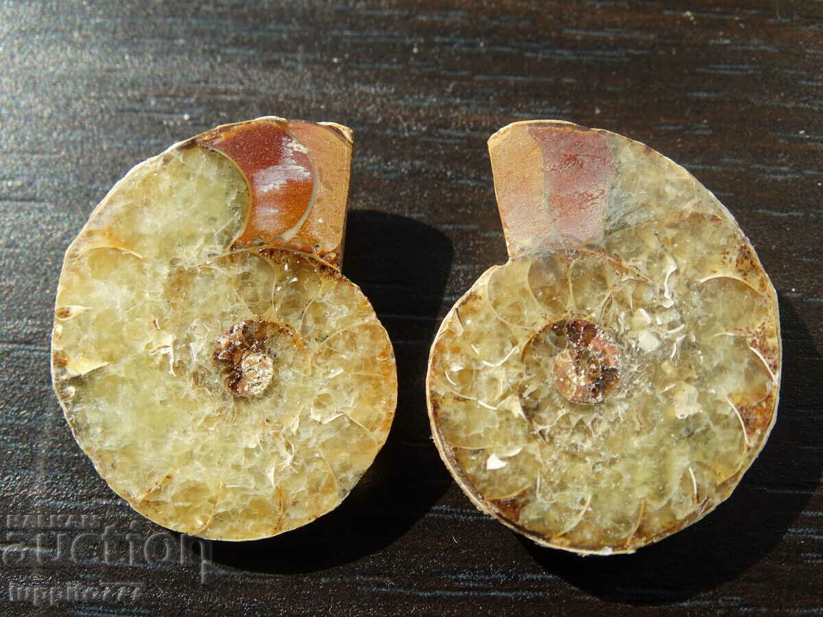 60,60 k amonit natural Jurassic 2 buc. o pereche cu preț 79.00 BGN | € 40.39 60,60 k amonit natural Jurassic 2 buc. o pereche cu preț 79.00 BGN | € 40.39