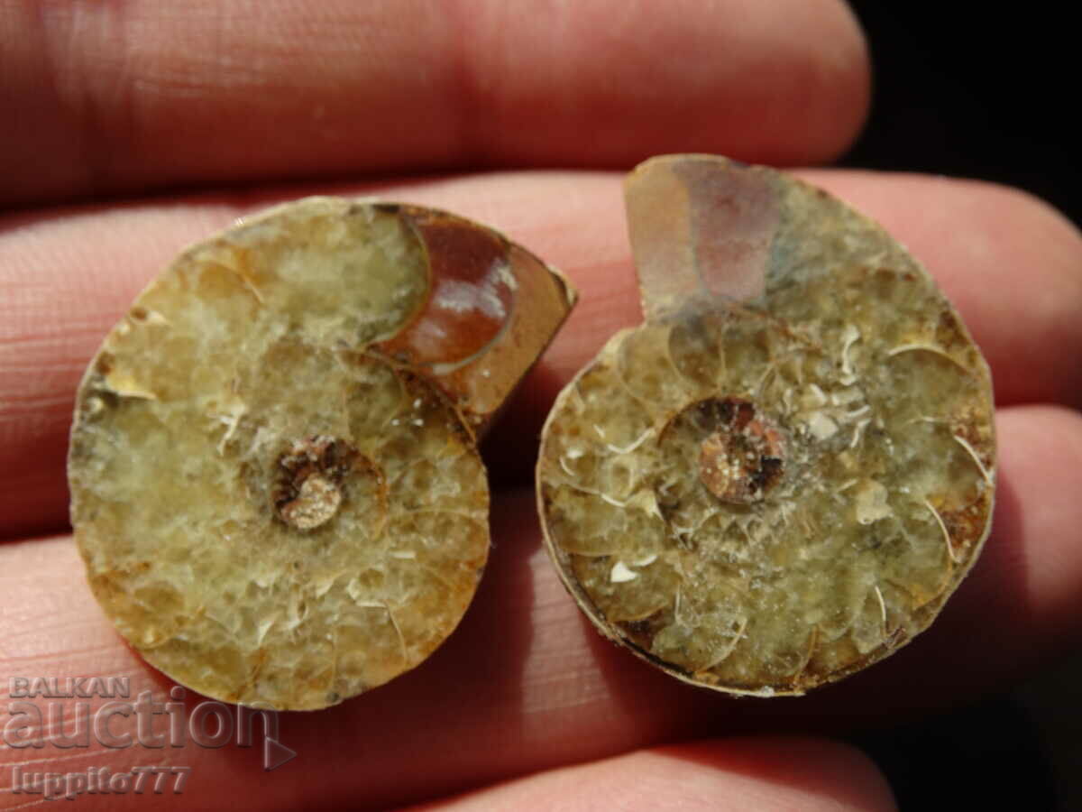 Licitație 60,60 k amonit natural Jurassic 2 buc. o pereche Licitație 60,60 k amonit natural Jurassic 2 buc. o pereche