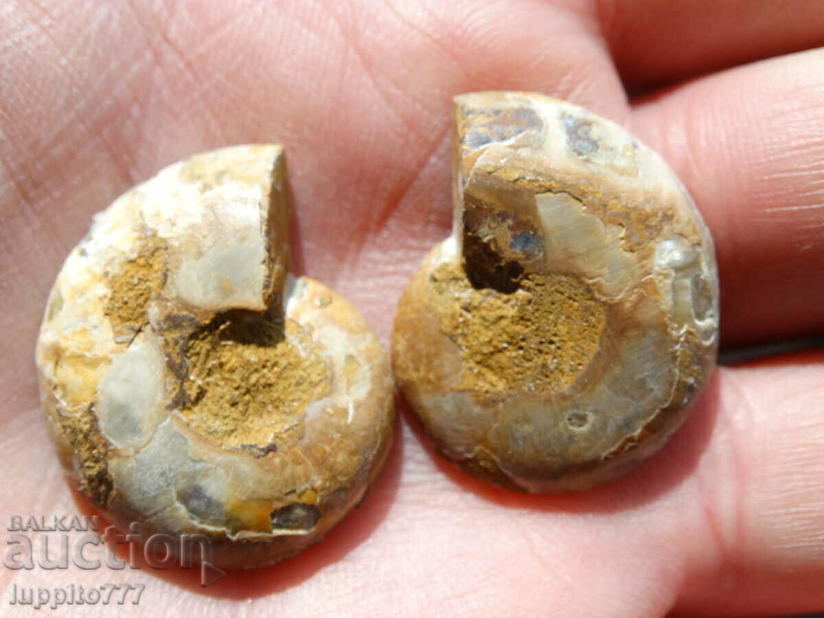 Livrarea 60,60 k amonit natural Jurassic 2 buc. o pereche Livrarea 60,60 k amonit natural Jurassic 2 buc. o pereche