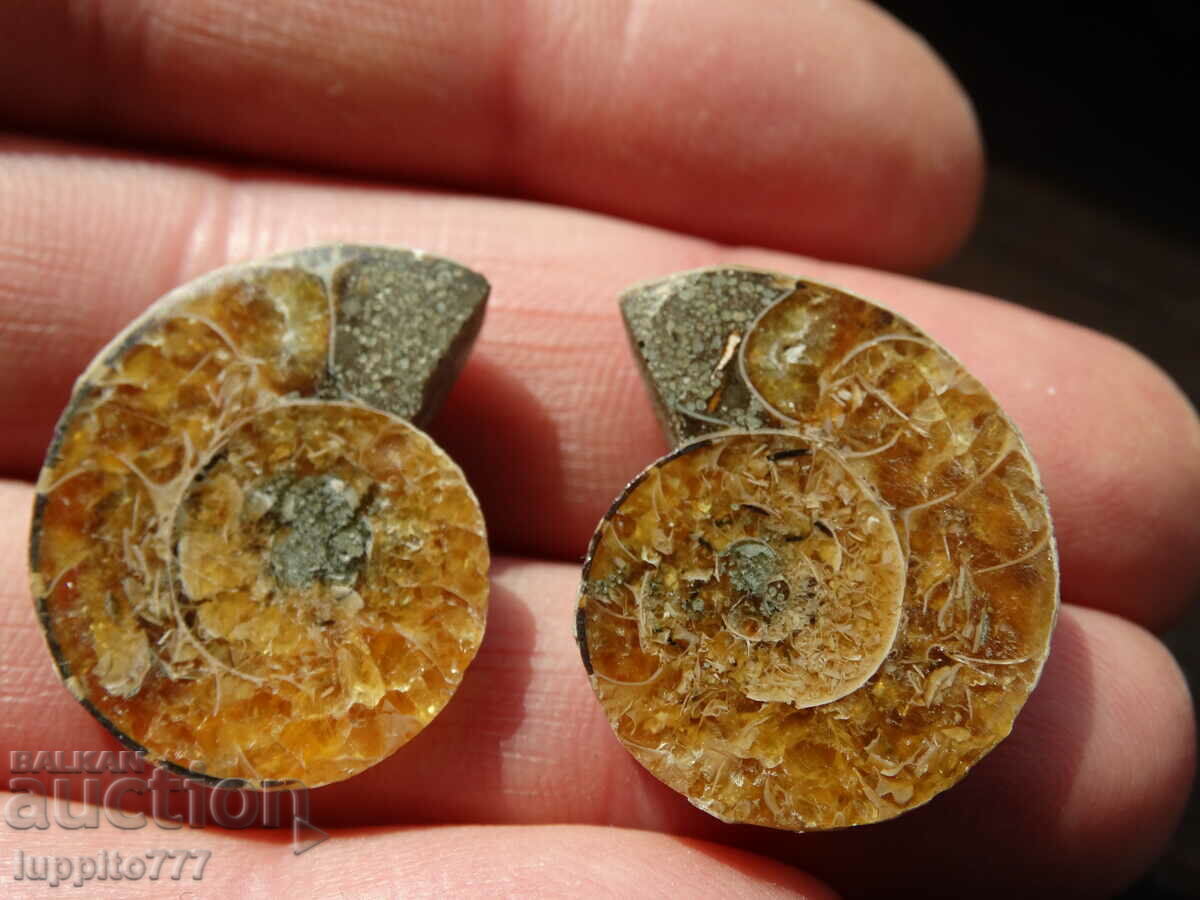 Auction 48.25 k natural ammonite Jurassic 2 pcs. a pair Auction 48.25 k natural ammonite Jurassic 2 pcs. a pair