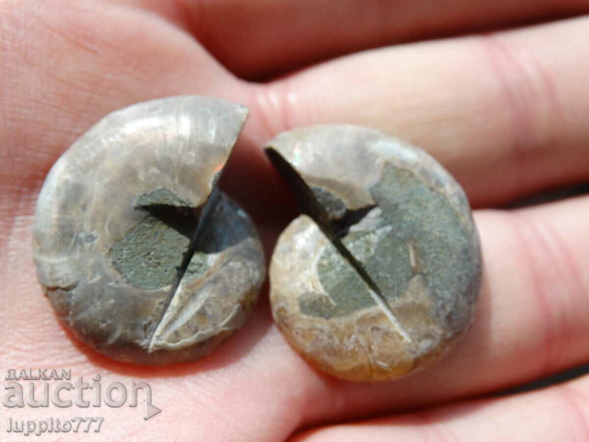 Delivery of 48.25 k natural ammonite Jurassic 2 pcs. a pair Delivery of 48.25 k natural ammonite Jurassic 2 pcs. a pair