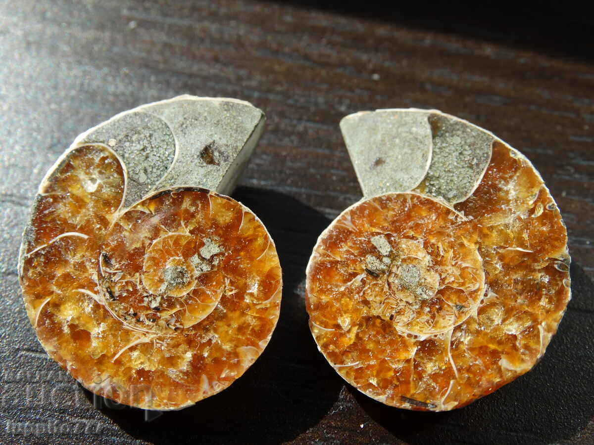 56,80 k φυσικός αμμωνίτης Jurassic 2 τεμ. ένα ζεύγος με τιμή 79.00 BGN | € 40.39