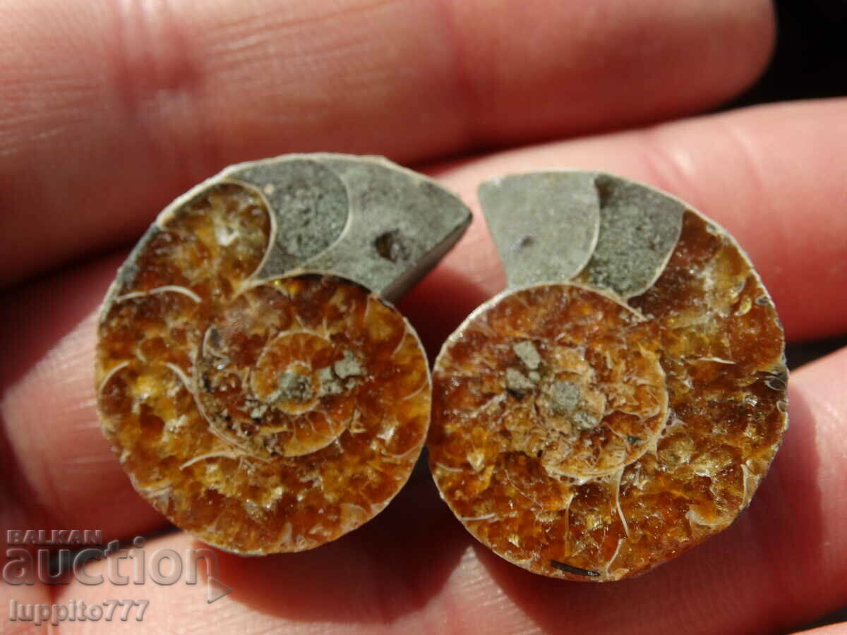 Δημοπρασία 56,80 k φυσικός αμμωνίτης Jurassic 2 τεμ. ένα ζεύγος