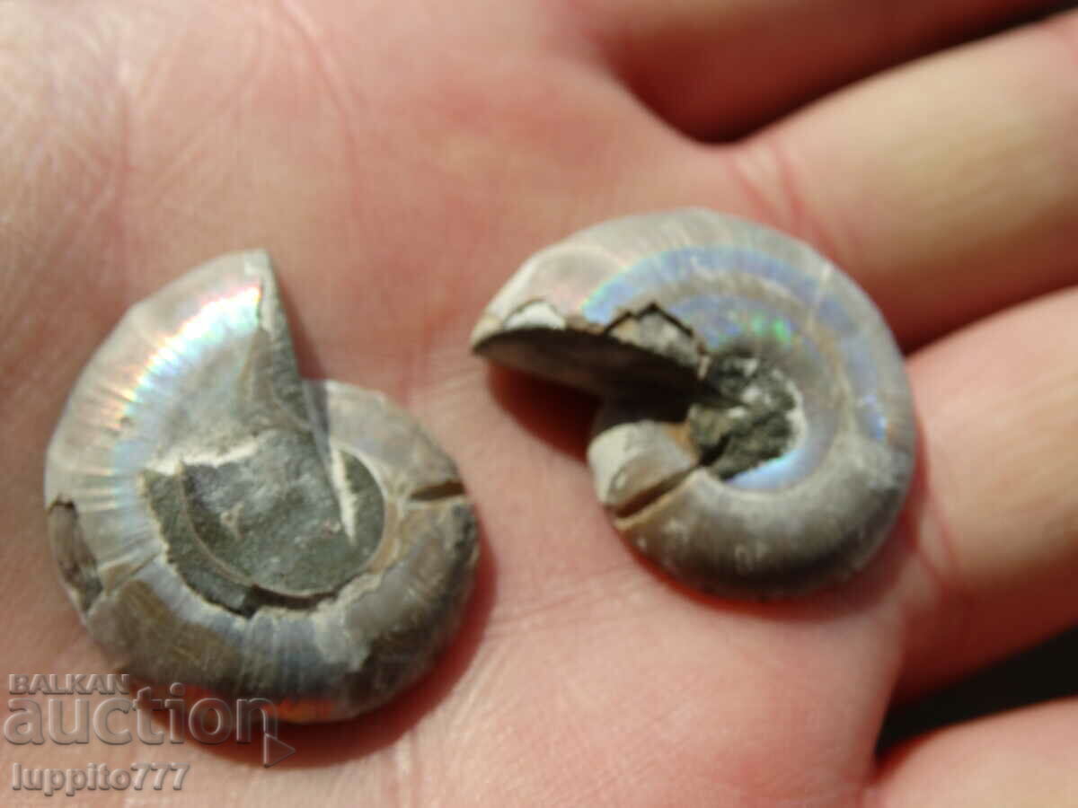 Παράδοση 56,80 k φυσικός αμμωνίτης Jurassic 2 τεμ. ένα ζεύγος