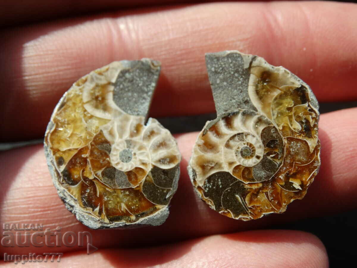 44.90 kth natural ammonite Jurassic 2 pcs. a pair with price 79.00 BGN | € 40.39 44.90 kth natural ammonite Jurassic 2 pcs. a pair with price 79.00 BGN | € 40.39