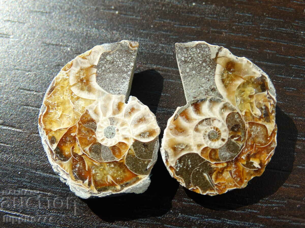Auction 44.90 kth natural ammonite Jurassic 2 pcs. a pair Auction 44.90 kth natural ammonite Jurassic 2 pcs. a pair