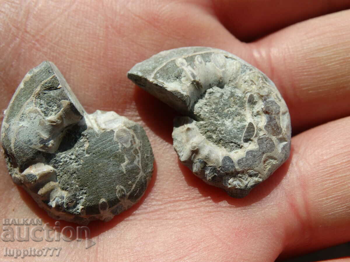 Delivery of 44.90 kth natural ammonite Jurassic 2 pcs. a pair Delivery of 44.90 kth natural ammonite Jurassic 2 pcs. a pair