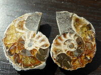 44.90 kth natural ammonite Jurassic 2 pcs. a pair
