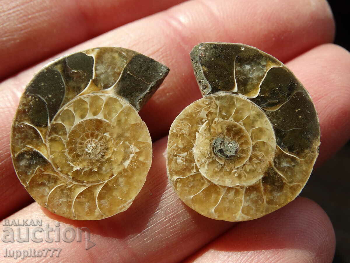 40.40 k natural ammonite Jurassic 2 pcs. a pair with price 79.00 BGN | € 40.39