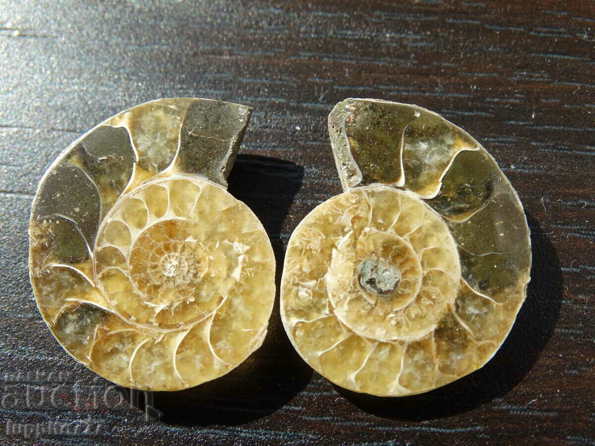 Auction  40.40 k natural ammonite Jurassic 2 pcs. a pair