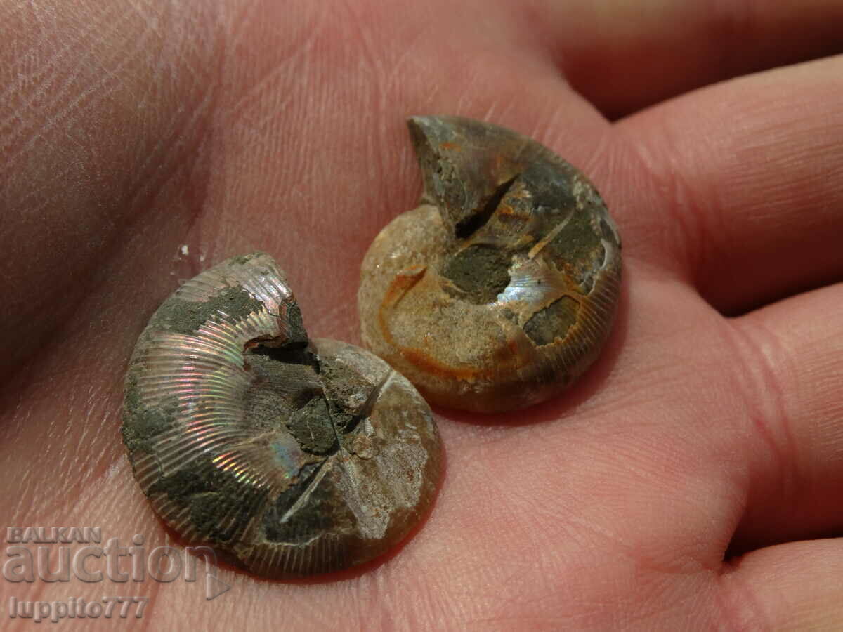 Delivery of 40.40 k natural ammonite Jurassic 2 pcs. a pair