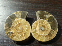 40.40 k natural ammonite Jurassic 2 pcs. a pair