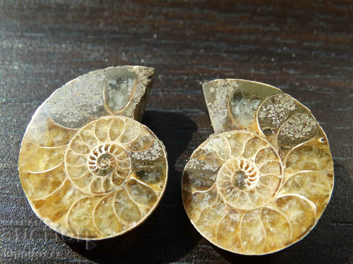 42.45 k natural ammonite Jurassic 2 pcs. a pair with price 79.00 BGN | € 40.39 42.45 k natural ammonite Jurassic 2 pcs. a pair with price 79.00 BGN | € 40.39