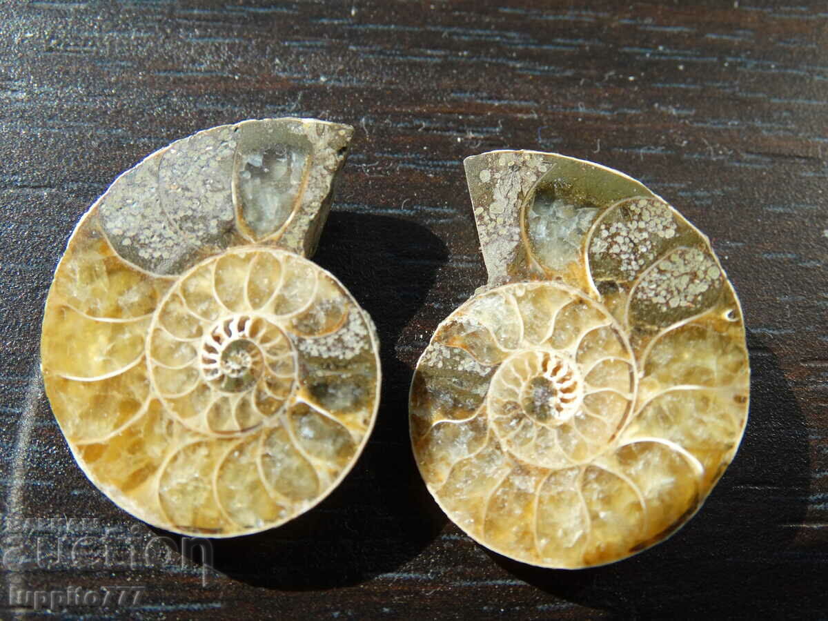 Auction 42.45 k natural ammonite Jurassic 2 pcs. a pair Auction 42.45 k natural ammonite Jurassic 2 pcs. a pair