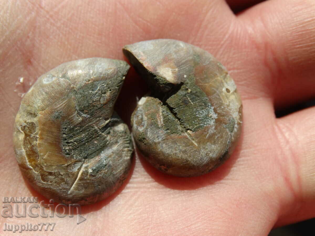 Delivery of 42.45 k natural ammonite Jurassic 2 pcs. a pair Delivery of 42.45 k natural ammonite Jurassic 2 pcs. a pair