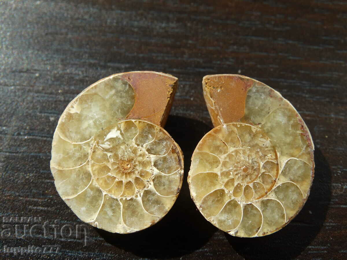 41,85 k φυσικός αμμωνίτης Jurassic 2 τεμ. ένα ζεύγος με τιμή 79.00 BGN | € 40.39 41,85 k φυσικός αμμωνίτης Jurassic 2 τεμ. ένα ζεύγος με τιμή 79.00 BGN | € 40.39