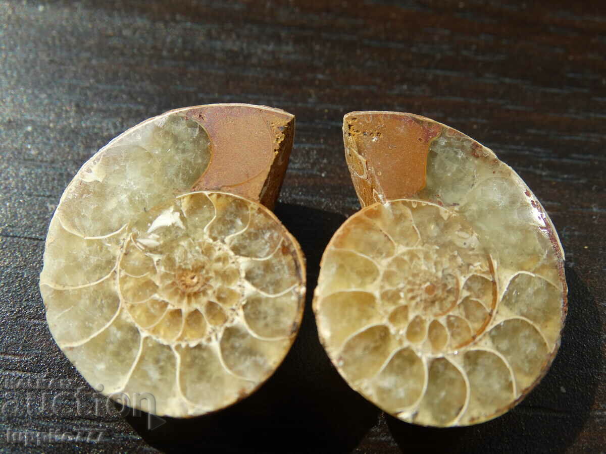 Δημοπρασία 41,85 k φυσικός αμμωνίτης Jurassic 2 τεμ. ένα ζεύγος Δημοπρασία 41,85 k φυσικός αμμωνίτης Jurassic 2 τεμ. ένα ζεύγος