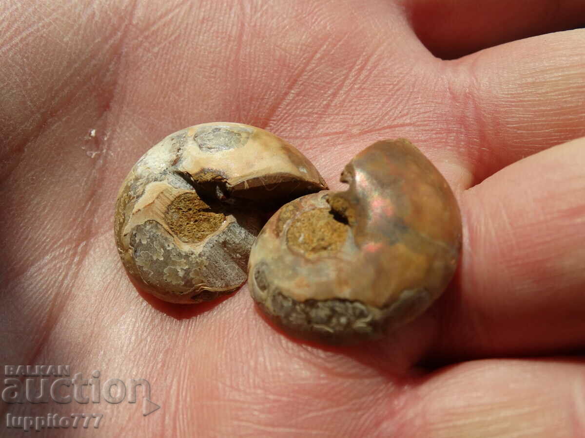 Παράδοση 41,85 k φυσικός αμμωνίτης Jurassic 2 τεμ. ένα ζεύγος Παράδοση 41,85 k φυσικός αμμωνίτης Jurassic 2 τεμ. ένα ζεύγος