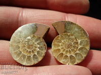 41.85 k natural ammonite Jurassic 2 pcs. a pair