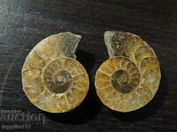 42.05 kth natural ammonite Jurassic 2 pcs. a pair