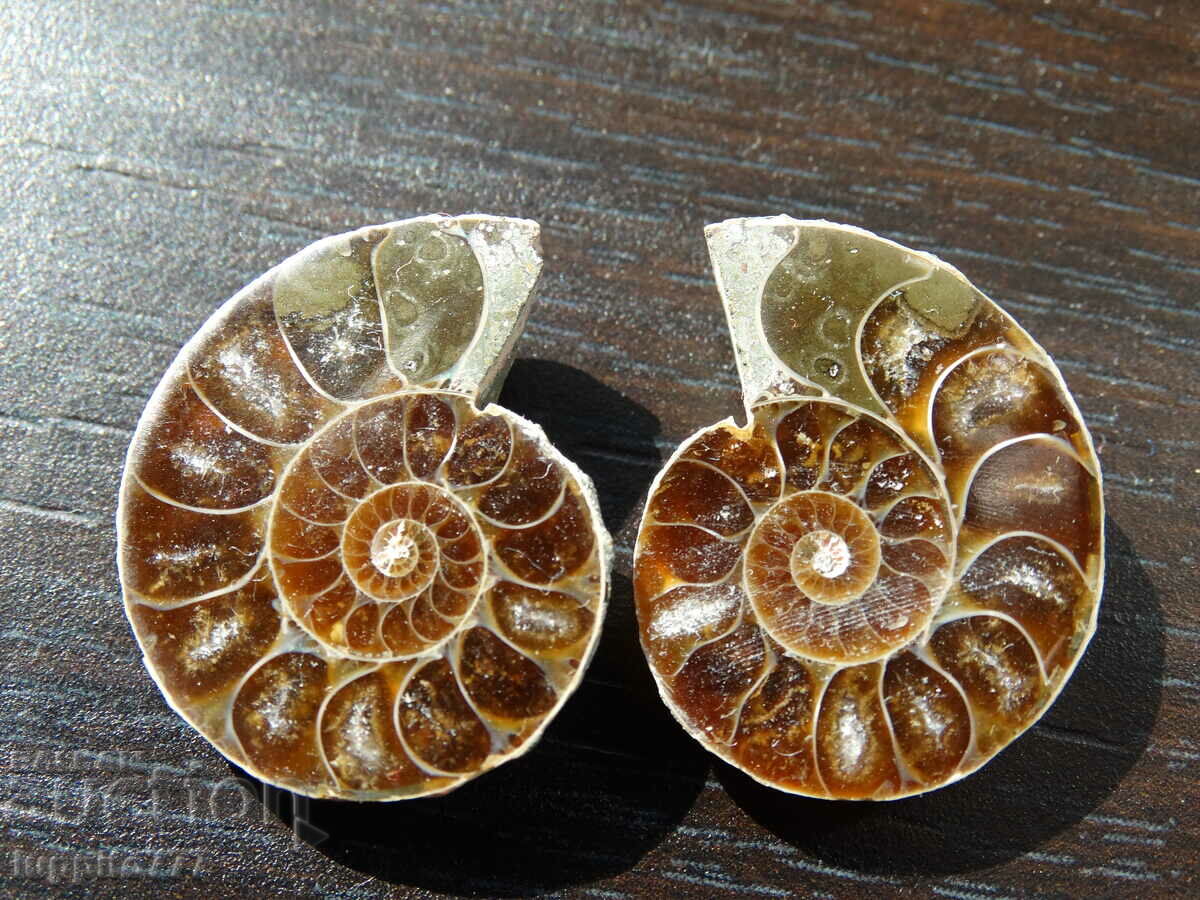 50.05 k natural ammonite Jurassic 2 pcs. a pair with price 79.00 BGN | € 40.39 50.05 k natural ammonite Jurassic 2 pcs. a pair with price 79.00 BGN | € 40.39