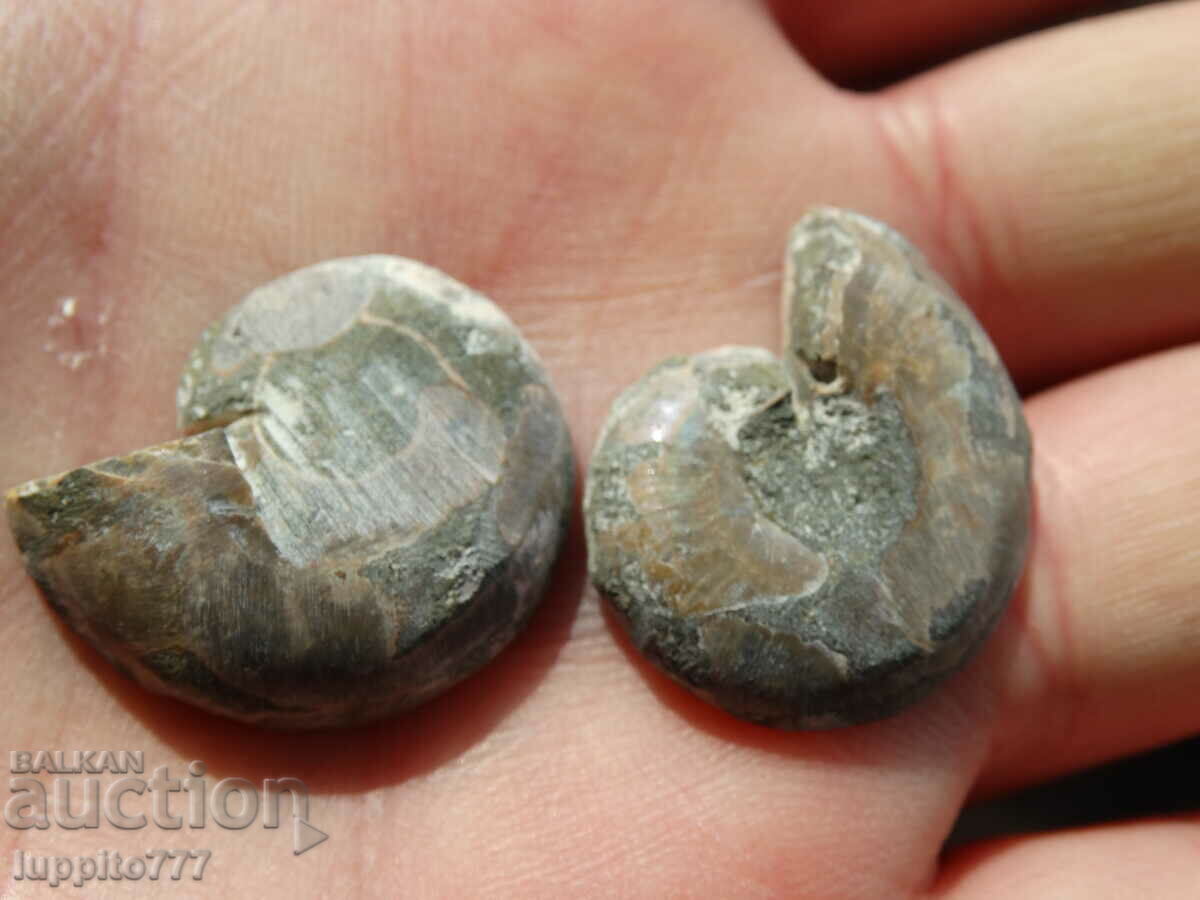 Auction 50.05 k natural ammonite Jurassic 2 pcs. a pair Auction 50.05 k natural ammonite Jurassic 2 pcs. a pair