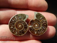 50.05 k natural ammonite Jurassic 2 pcs. a pair