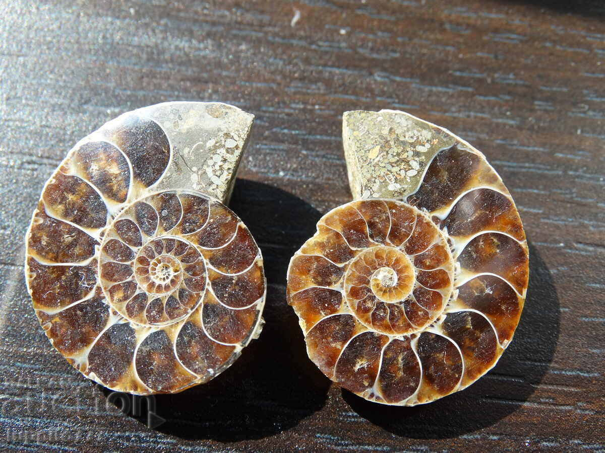 48,10 k φυσικός αμμωνίτης Jurassic 2 τεμ. ένα ζεύγος με τιμή 79.00 BGN | € 40.39 48,10 k φυσικός αμμωνίτης Jurassic 2 τεμ. ένα ζεύγος με τιμή 79.00 BGN | € 40.39