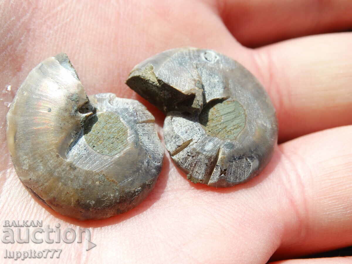 Δημοπρασία 48,10 k φυσικός αμμωνίτης Jurassic 2 τεμ. ένα ζεύγος Δημοπρασία 48,10 k φυσικός αμμωνίτης Jurassic 2 τεμ. ένα ζεύγος