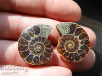 48.10 k natural ammonite Jurassic 2 pcs. a pair