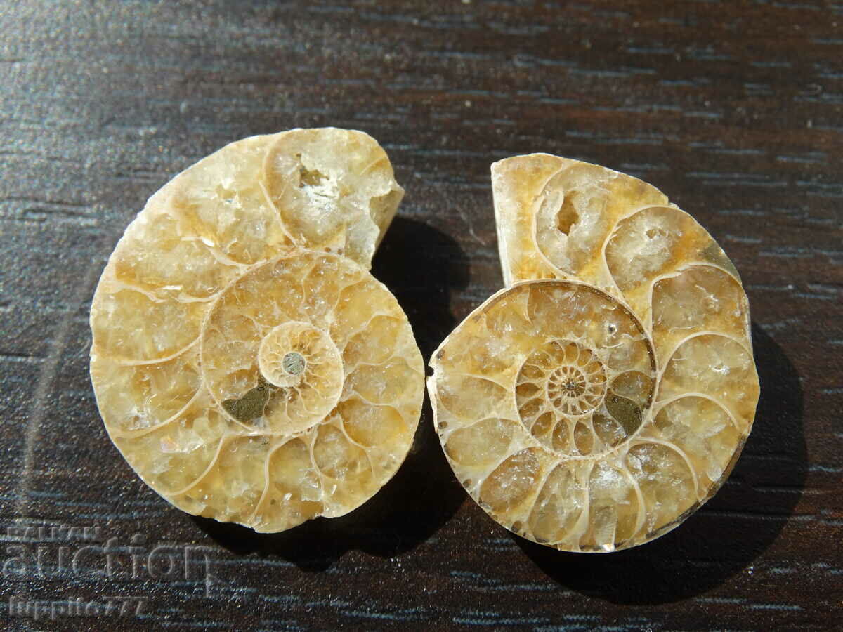 42.40 k natural ammonite Jurassic 2 pcs. a pair with price 79.00 BGN | € 40.39 42.40 k natural ammonite Jurassic 2 pcs. a pair with price 79.00 BGN | € 40.39