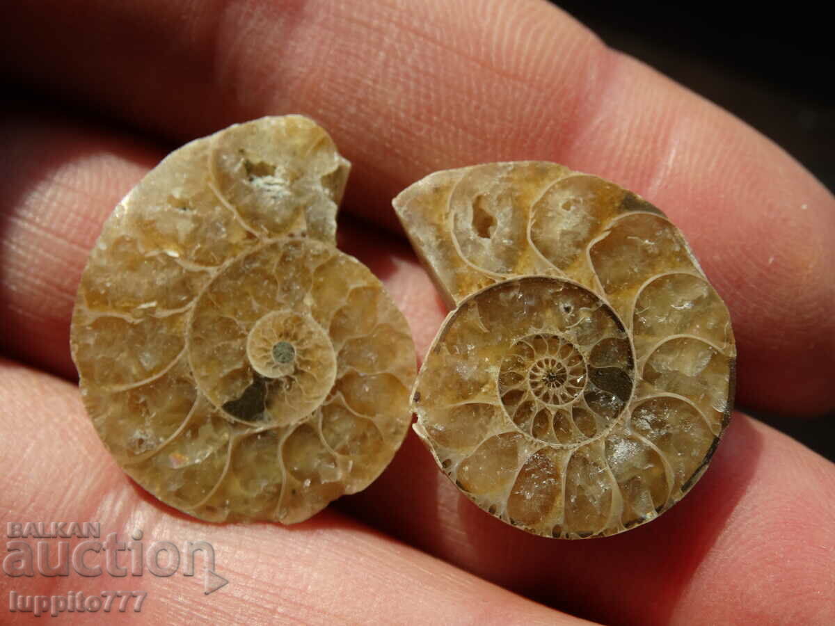 Auction 42.40 k natural ammonite Jurassic 2 pcs. a pair Auction 42.40 k natural ammonite Jurassic 2 pcs. a pair
