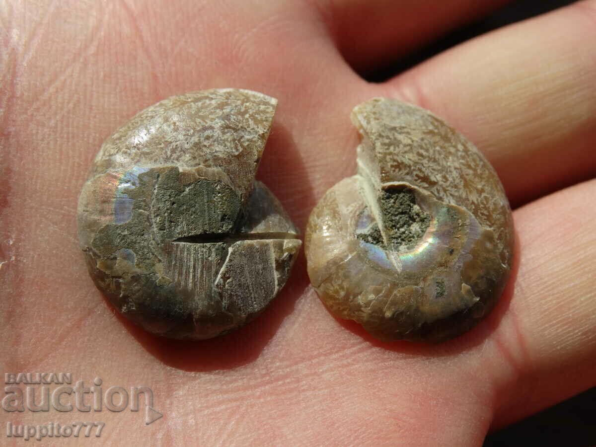 Delivery of 42.40 k natural ammonite Jurassic 2 pcs. a pair Delivery of 42.40 k natural ammonite Jurassic 2 pcs. a pair