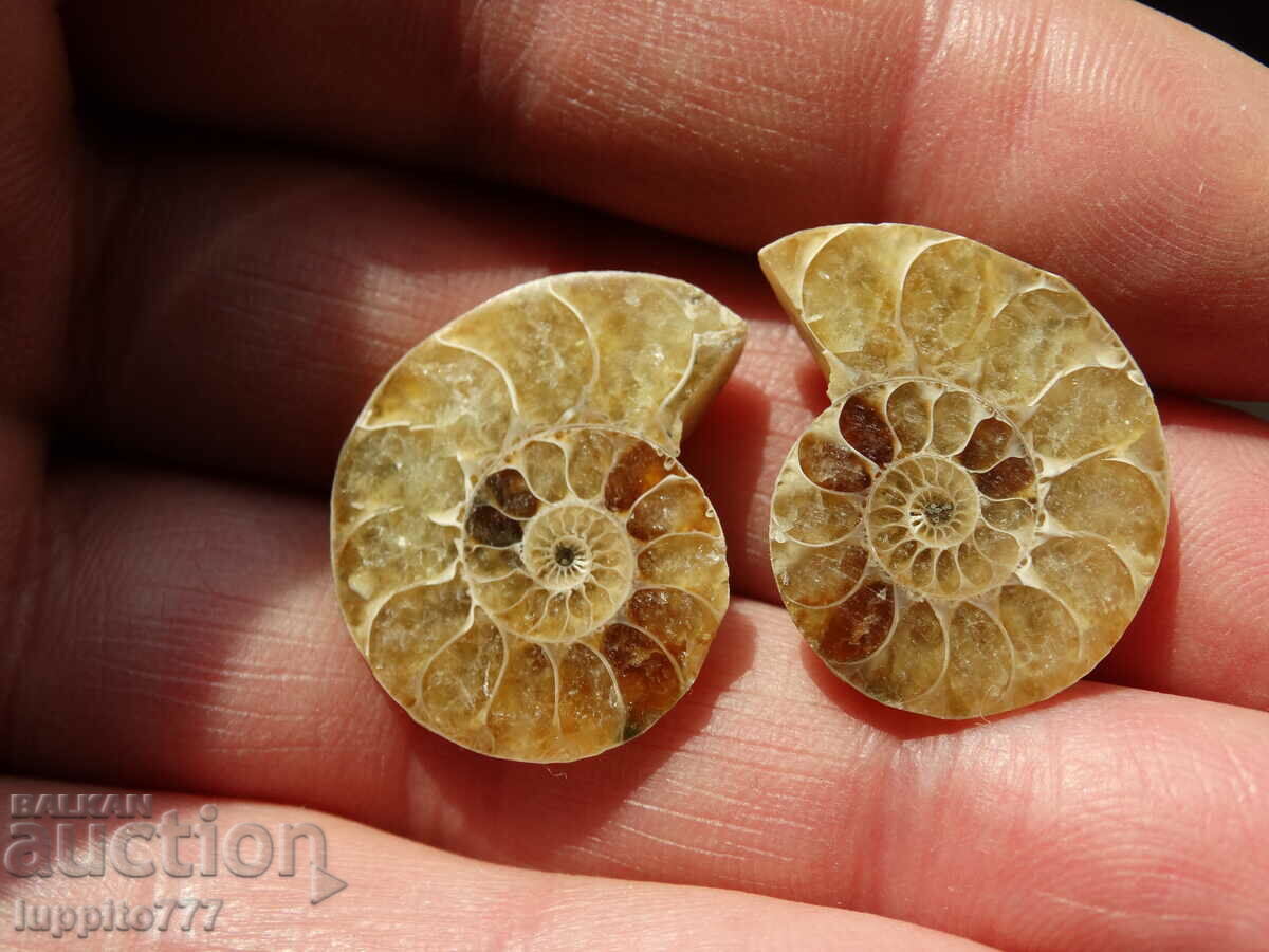 37.75 k natural ammonite Jurassic 2 pcs. a pair with price 79.00 BGN | € 40.39 37.75 k natural ammonite Jurassic 2 pcs. a pair with price 79.00 BGN | € 40.39