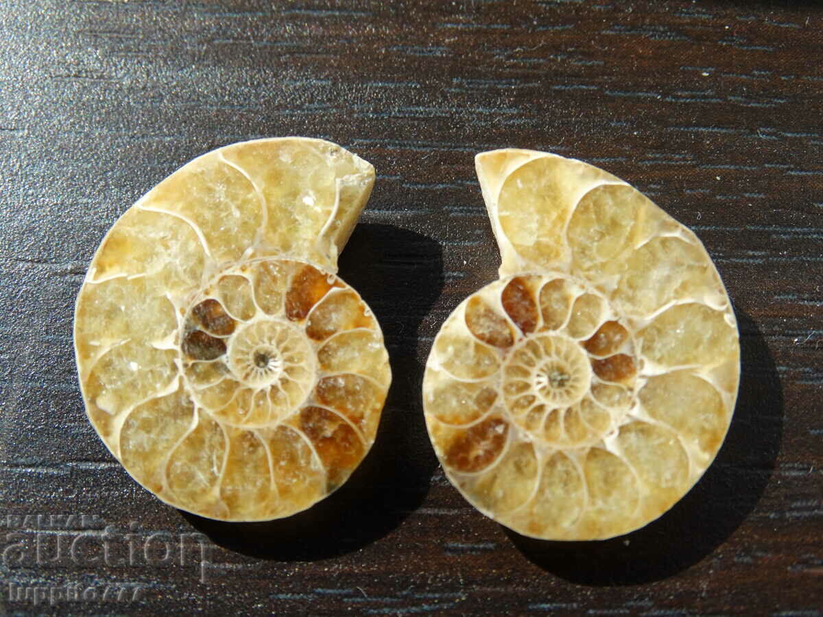 Auction 37.75 k natural ammonite Jurassic 2 pcs. a pair Auction 37.75 k natural ammonite Jurassic 2 pcs. a pair