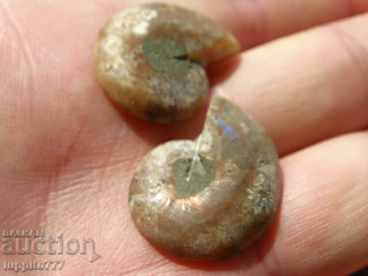 Delivery of 37.75 k natural ammonite Jurassic 2 pcs. a pair Delivery of 37.75 k natural ammonite Jurassic 2 pcs. a pair