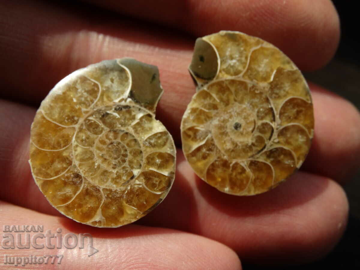 57.55 k natural ammonite Jurassic 2 pcs. a pair with price 79.00 BGN | € 40.39 57.55 k natural ammonite Jurassic 2 pcs. a pair with price 79.00 BGN | € 40.39