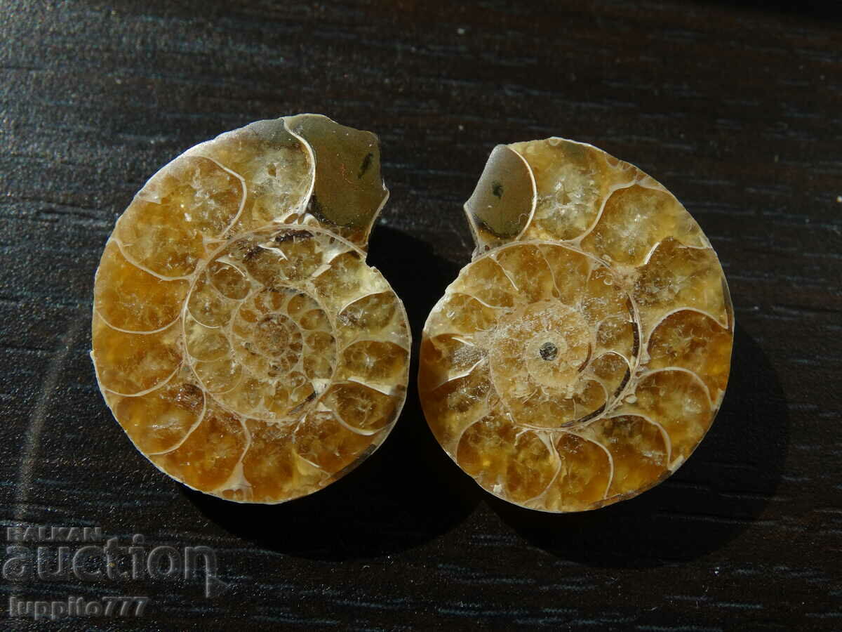 Auction 57.55 k natural ammonite Jurassic 2 pcs. a pair Auction 57.55 k natural ammonite Jurassic 2 pcs. a pair