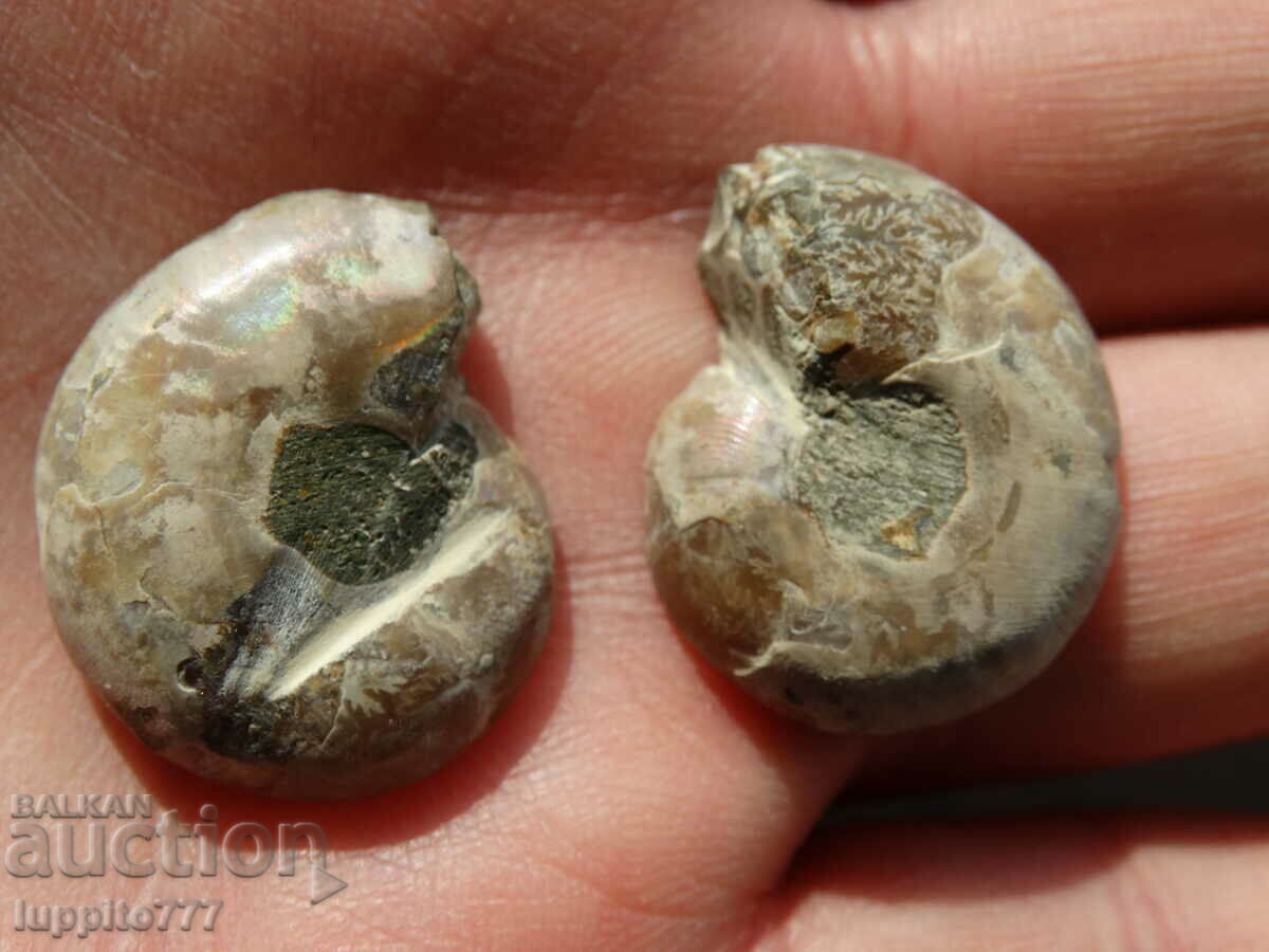 Delivery of 57.55 k natural ammonite Jurassic 2 pcs. a pair Delivery of 57.55 k natural ammonite Jurassic 2 pcs. a pair