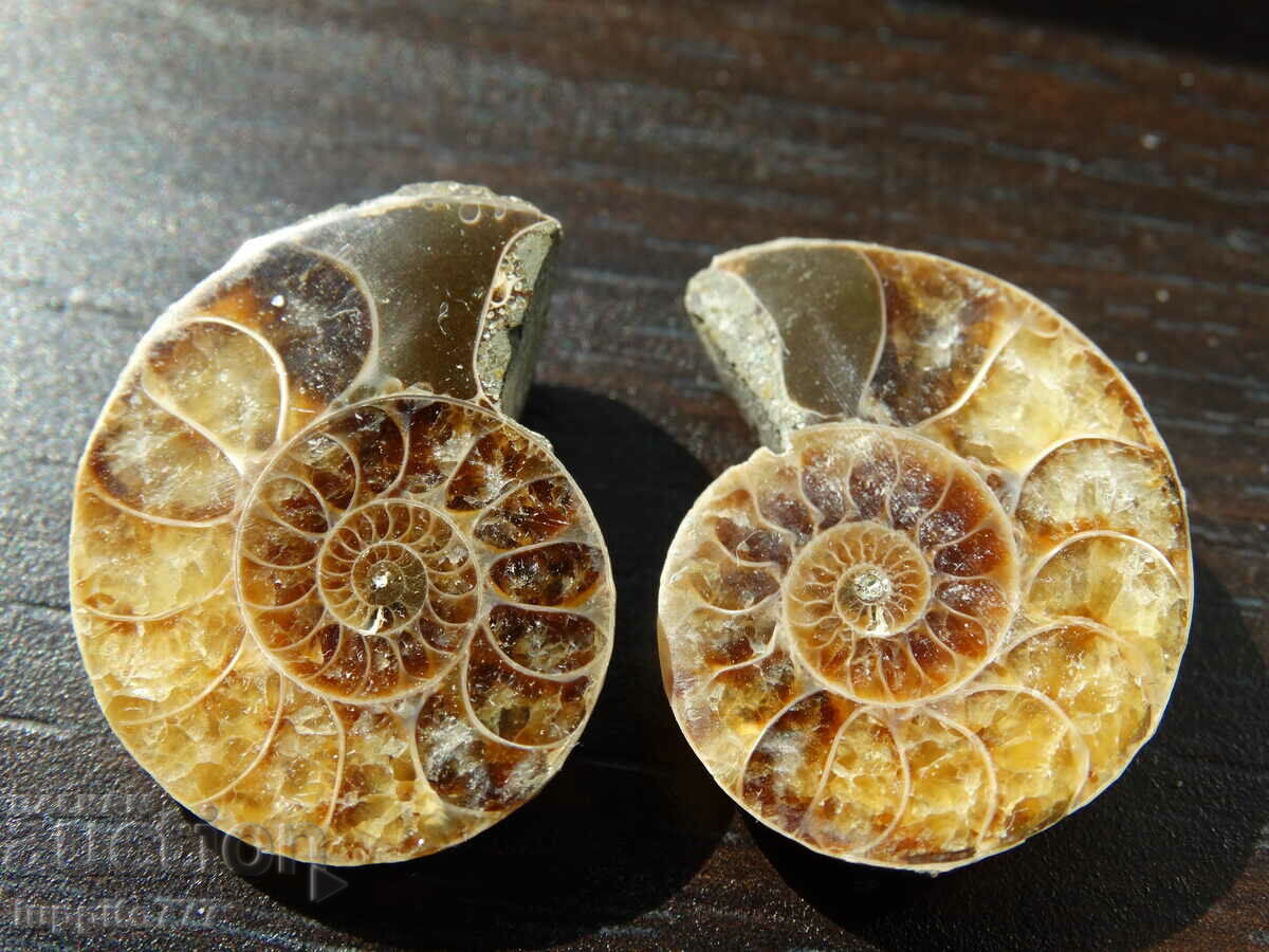 39.40 kth natural ammonite Jurassic 2 pcs. a pair with price 79.00 BGN | € 40.39 39.40 kth natural ammonite Jurassic 2 pcs. a pair with price 79.00 BGN | € 40.39