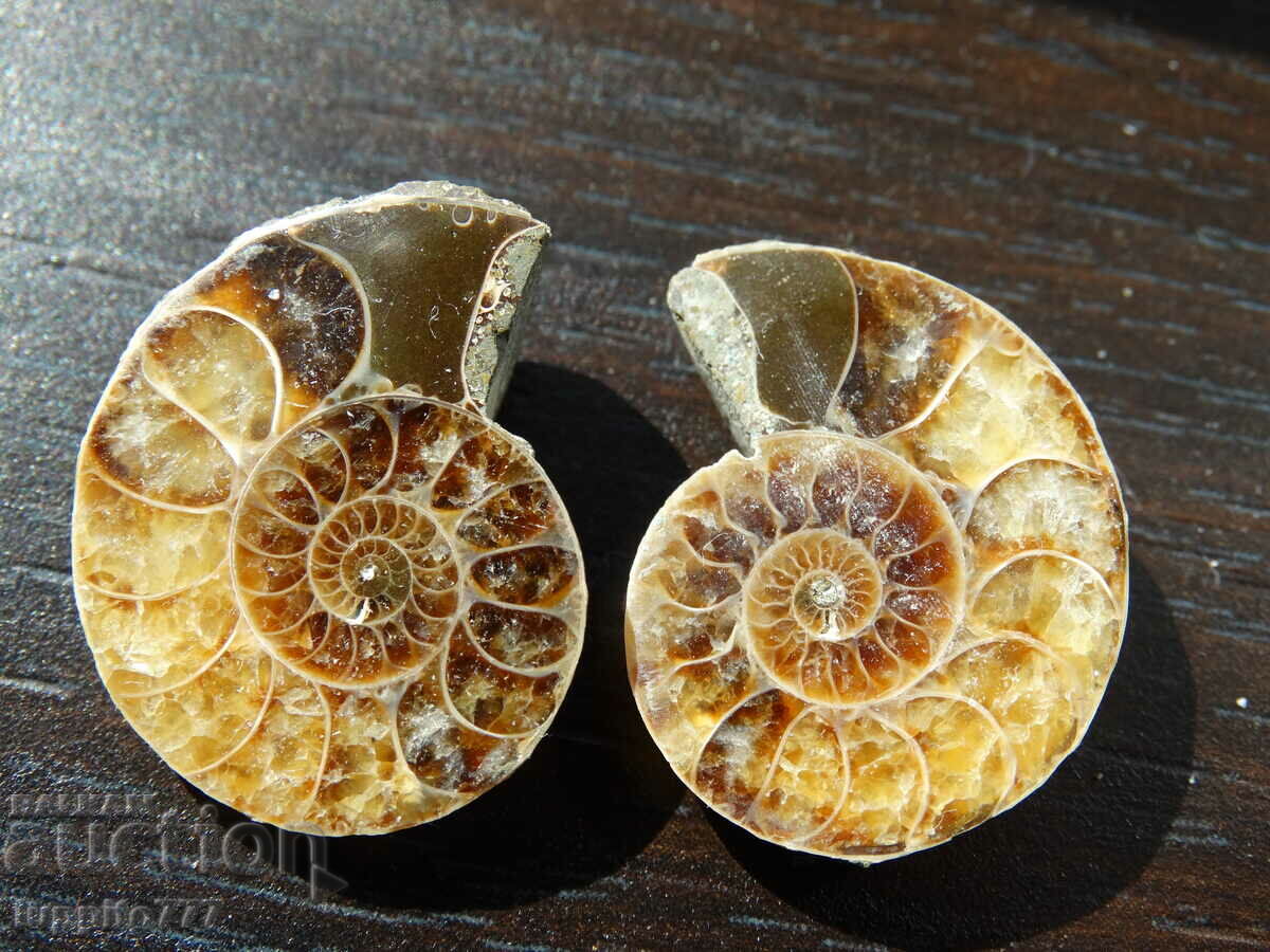 Auction 39.40 kth natural ammonite Jurassic 2 pcs. a pair Auction 39.40 kth natural ammonite Jurassic 2 pcs. a pair
