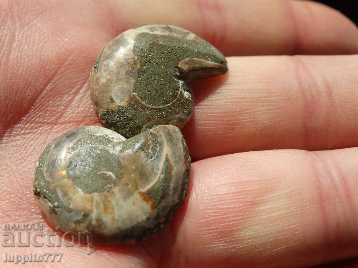 Delivery of 39.40 kth natural ammonite Jurassic 2 pcs. a pair Delivery of 39.40 kth natural ammonite Jurassic 2 pcs. a pair
