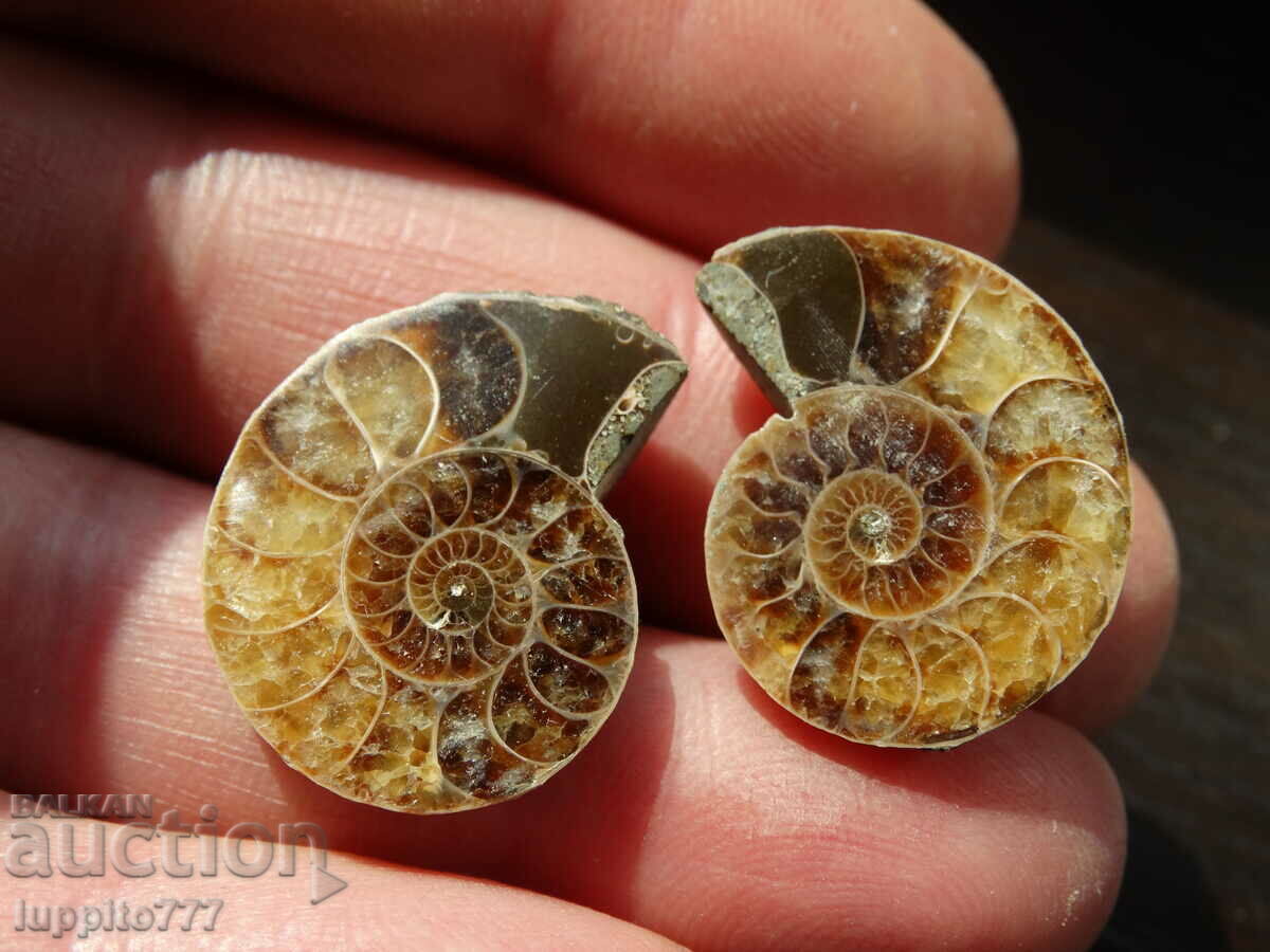 39.40 kth natural ammonite Jurassic 2 pcs. a pair