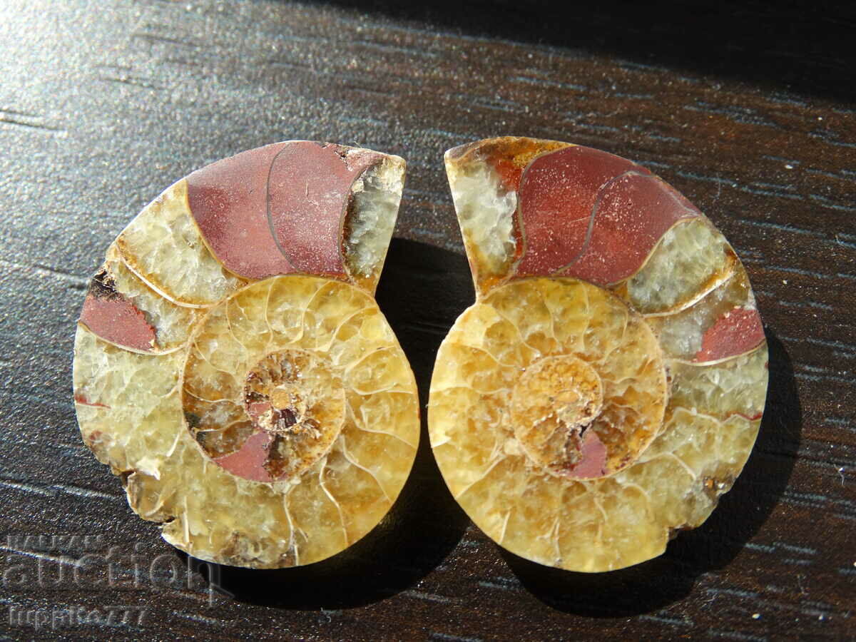 44.35 k natural ammonite Jurassic 2 pcs. a pair with price 79.00 BGN | € 40.39 44.35 k natural ammonite Jurassic 2 pcs. a pair with price 79.00 BGN | € 40.39