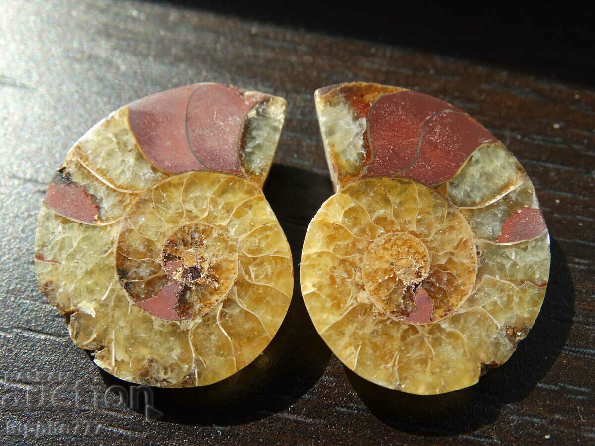 Auction 44.35 k natural ammonite Jurassic 2 pcs. a pair Auction 44.35 k natural ammonite Jurassic 2 pcs. a pair