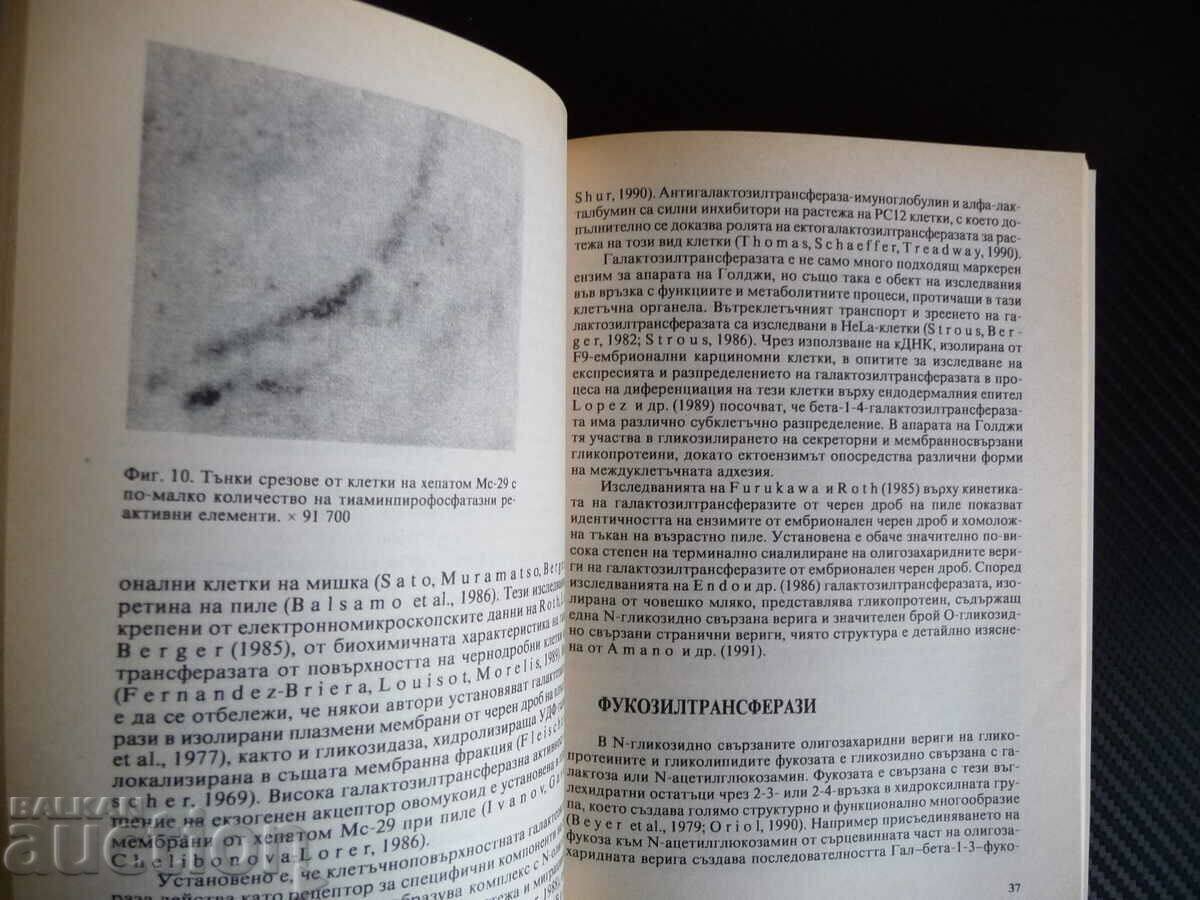 Glycoproteins and neoplasias - Svetoslav K. Ivanov malignancy with price 18.00 BGN | € 9.20 Glycoproteins and neoplasias - Svetoslav K. Ivanov malignancy with price 18.00 BGN | € 9.20