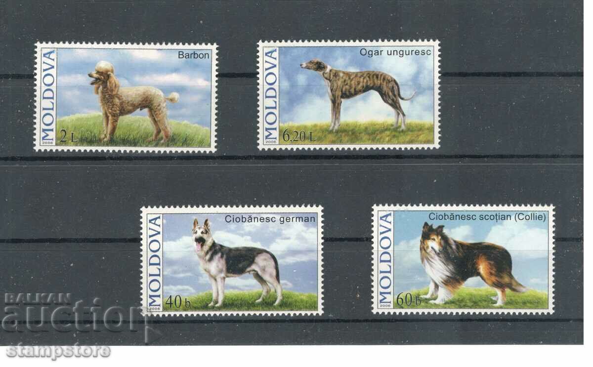 Moldova - Dogs