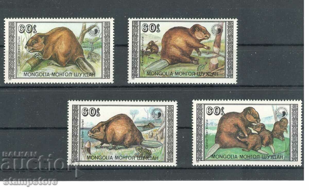 Mongolia - Beavers