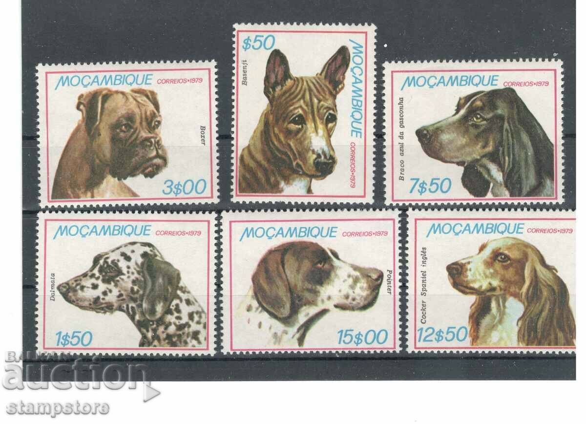 Mozambique - Dogs